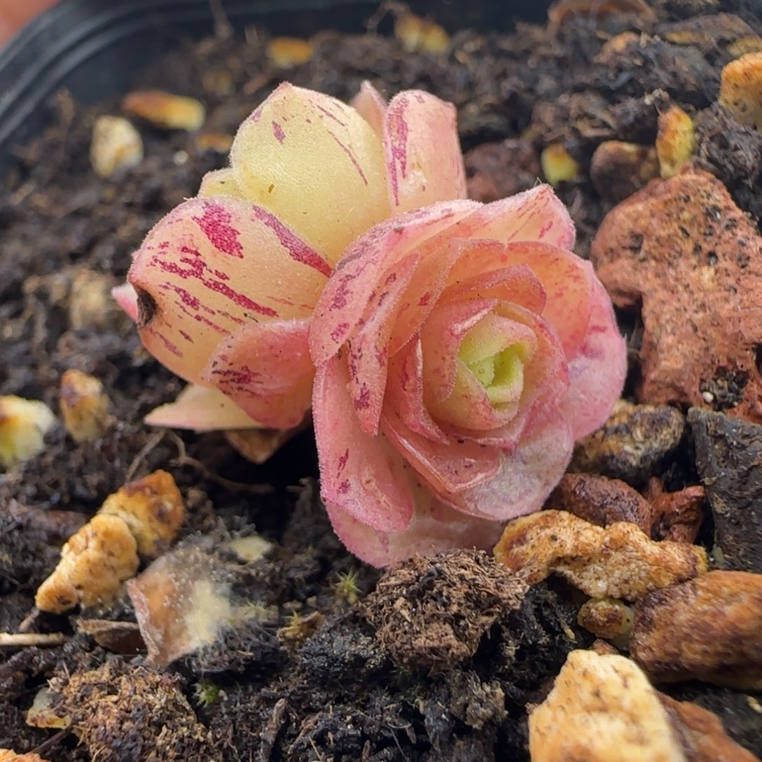 L682半城玫瑰蕾Ａ００１不含盆土