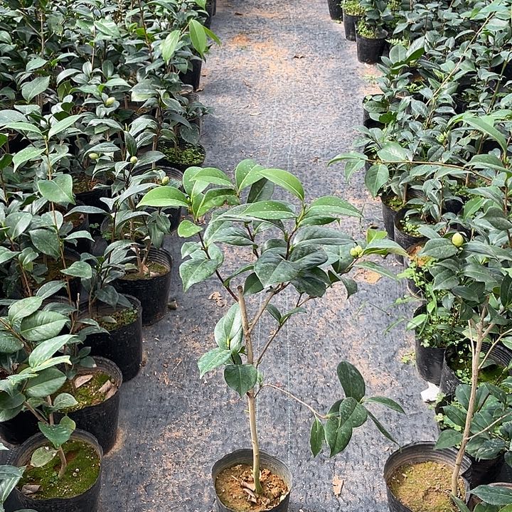 大部分花苞少量开放，便宜