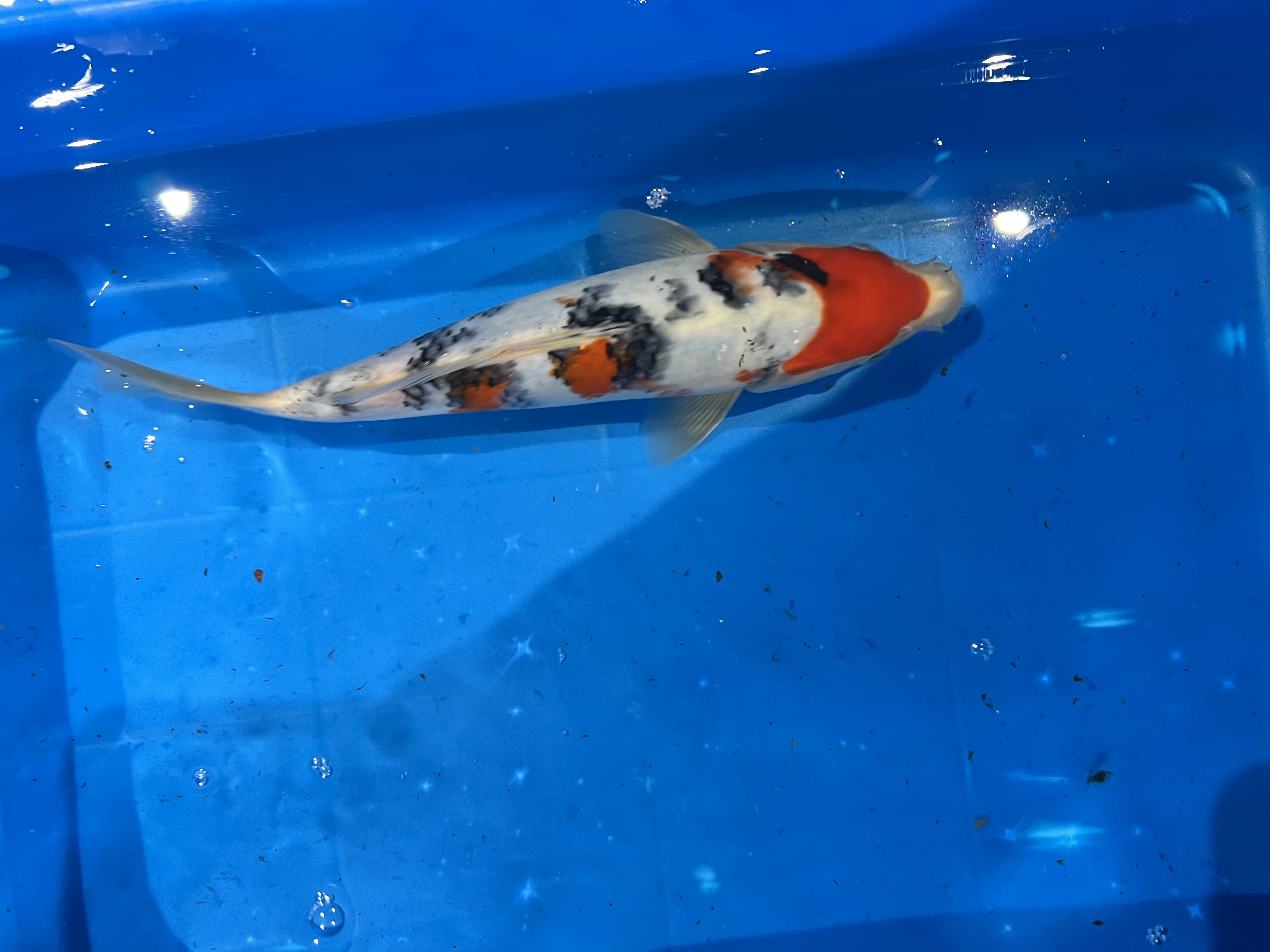 【丹顶三色】精品锦鲤 20-30公分