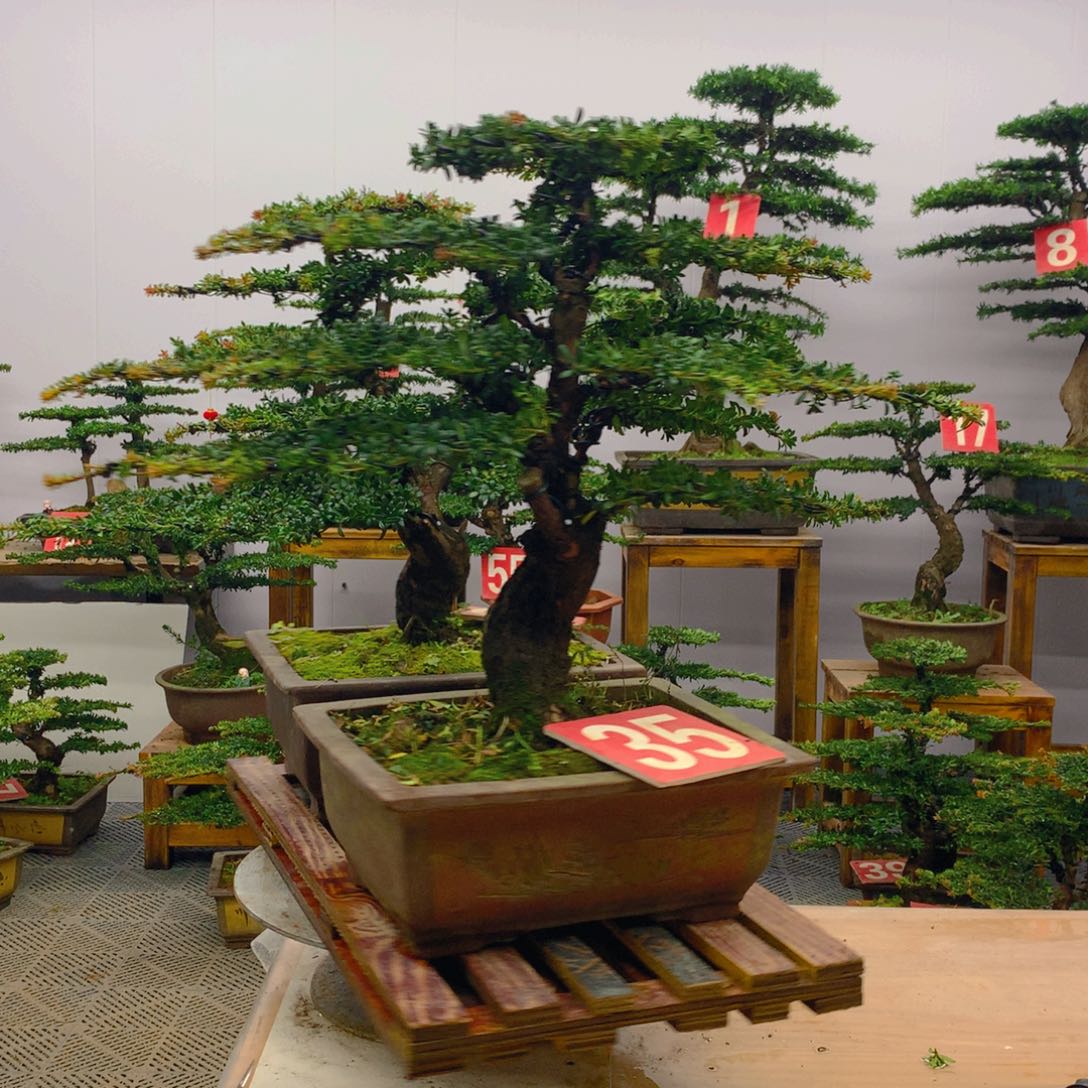 不开花植物罗汉松盆景一对