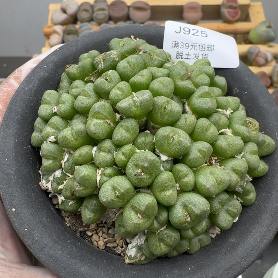 925恍恍惚惚哈哈哈多肉