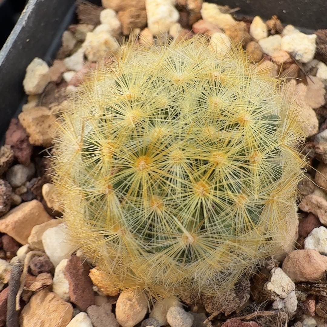 佛头嘉文丸侧芽脱土发货