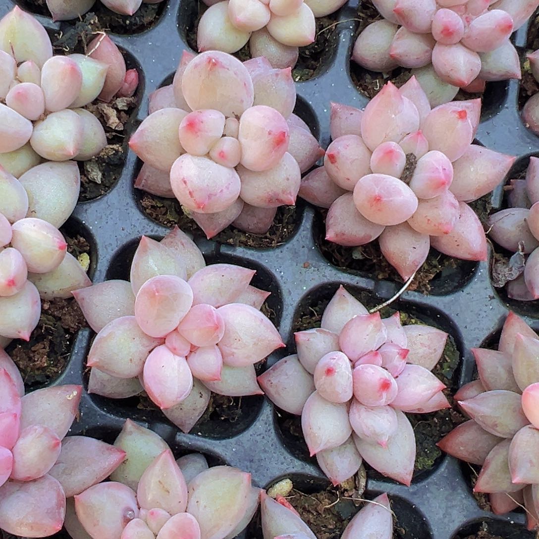 红蜻蜓苗5颗19包邮