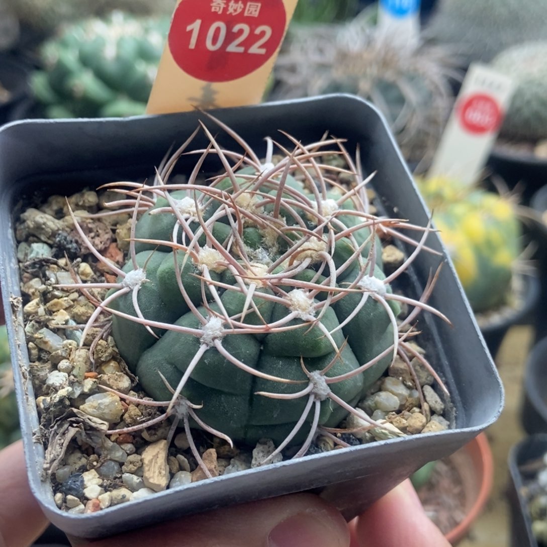 实生狂刺火东球4.7cm