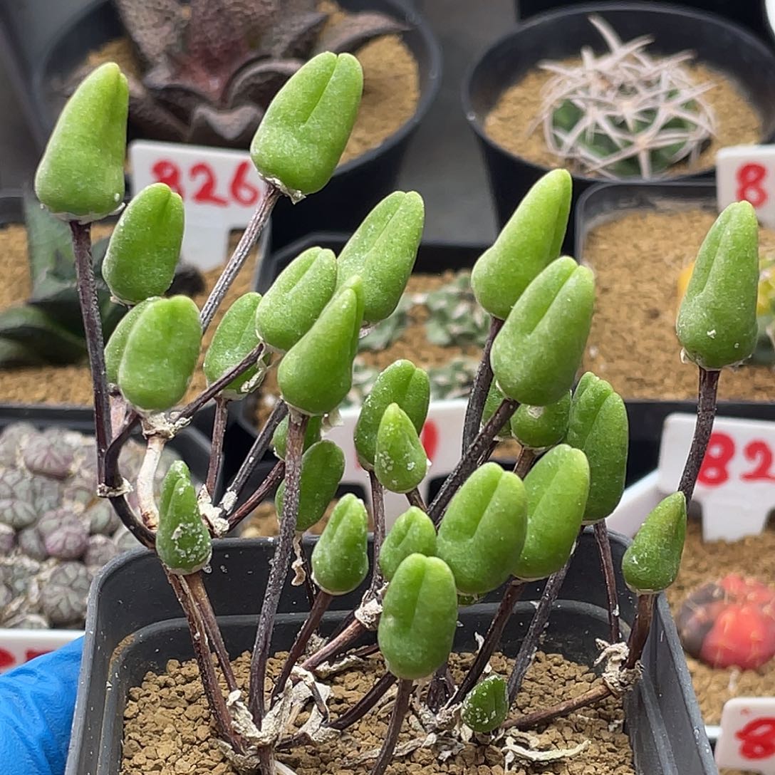 紫花冰糕小兔子乖乖