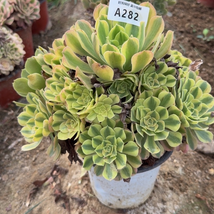 282红袖。多肉植物