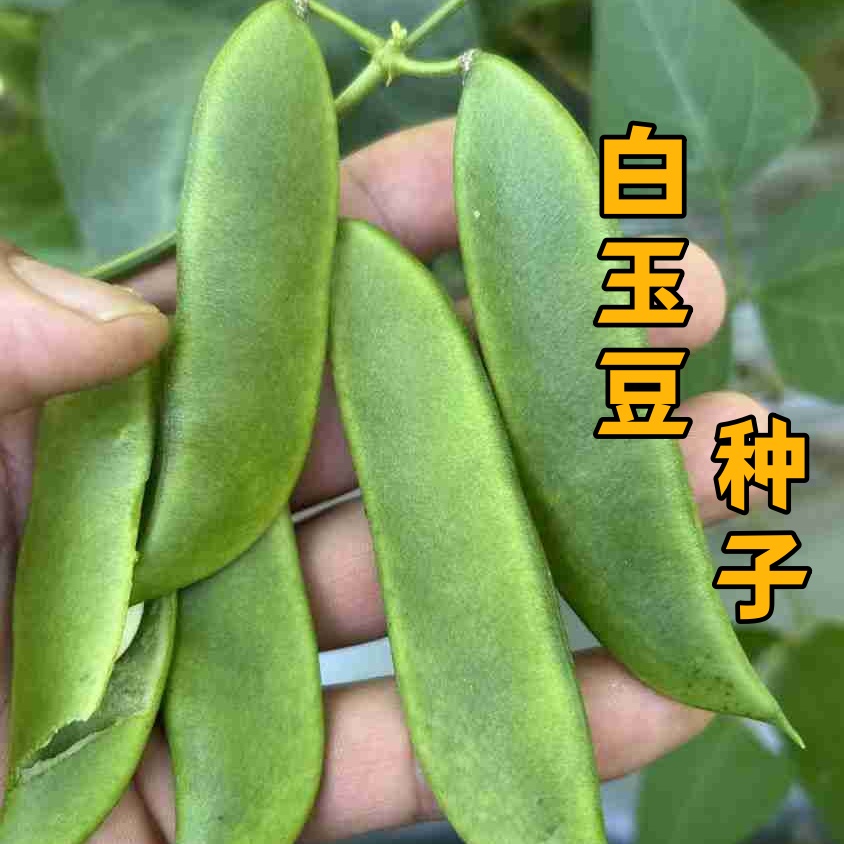 【满五包包邮】本地白玉豆种子新种芸豆春夏秋播蔬菜种孓