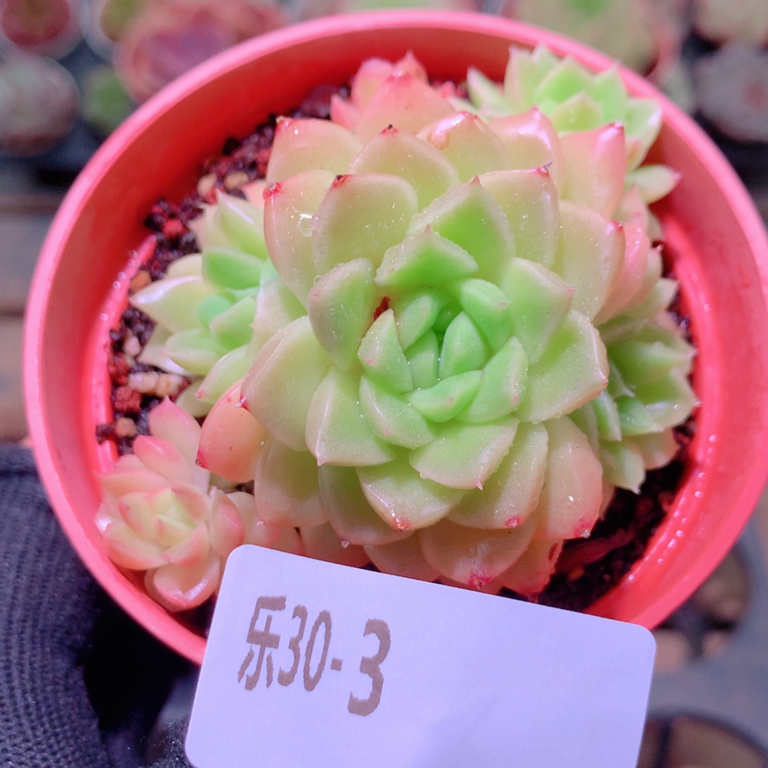 乐然30-3 迈凯伦群 