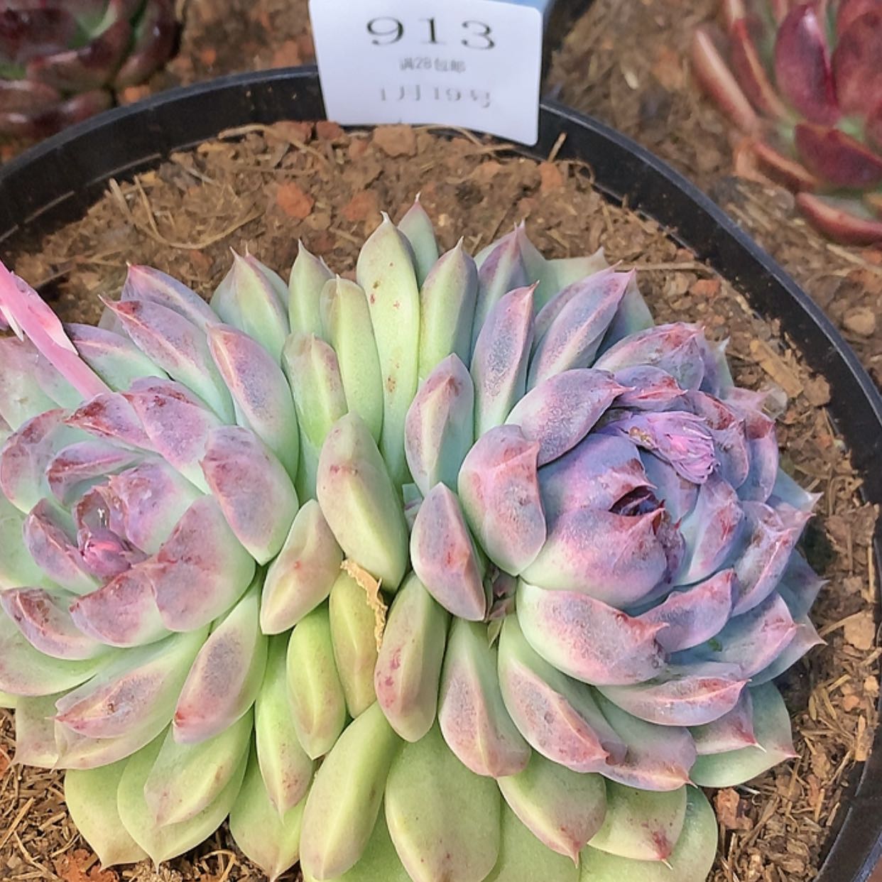 【闪购商品】云913