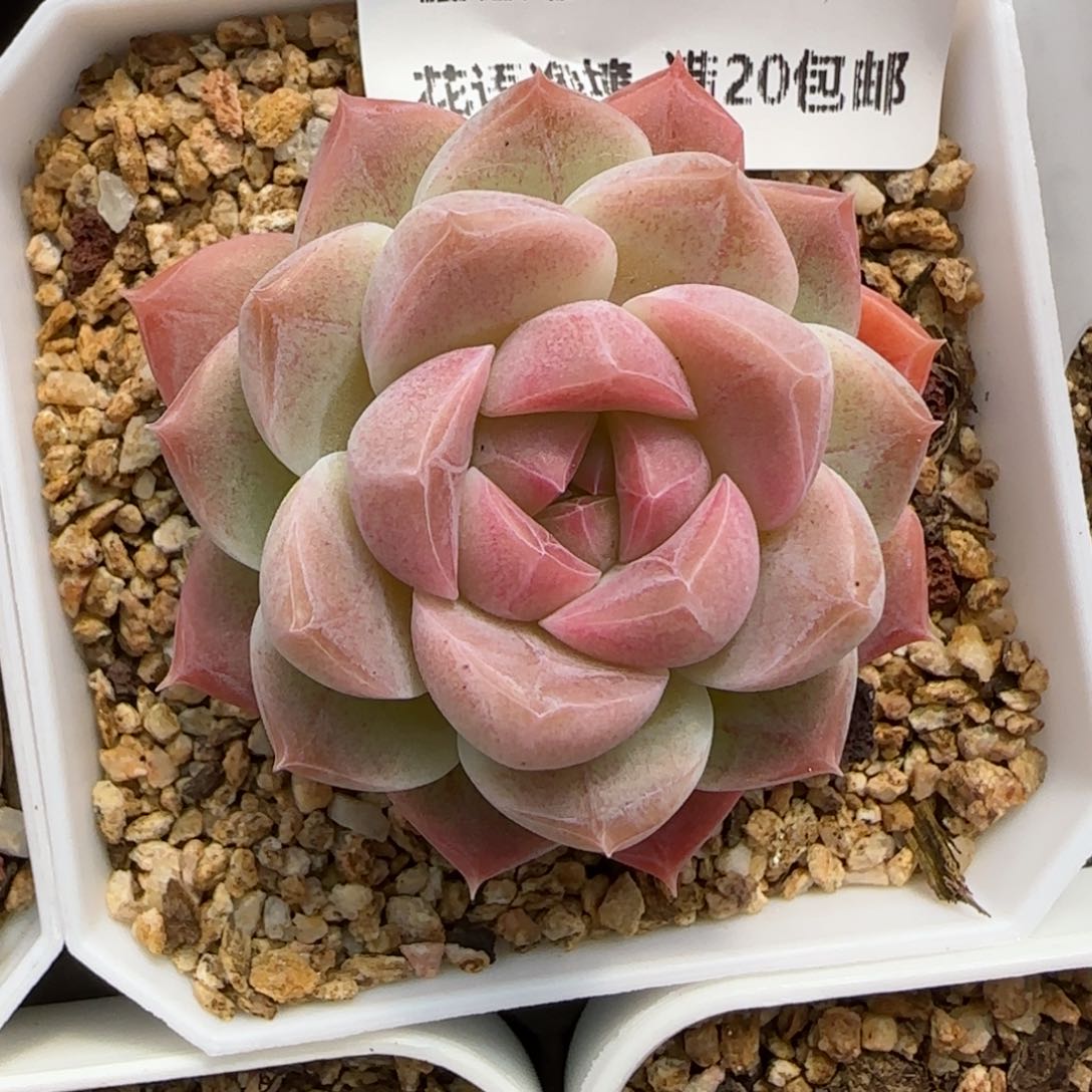 花语逸境0122-229