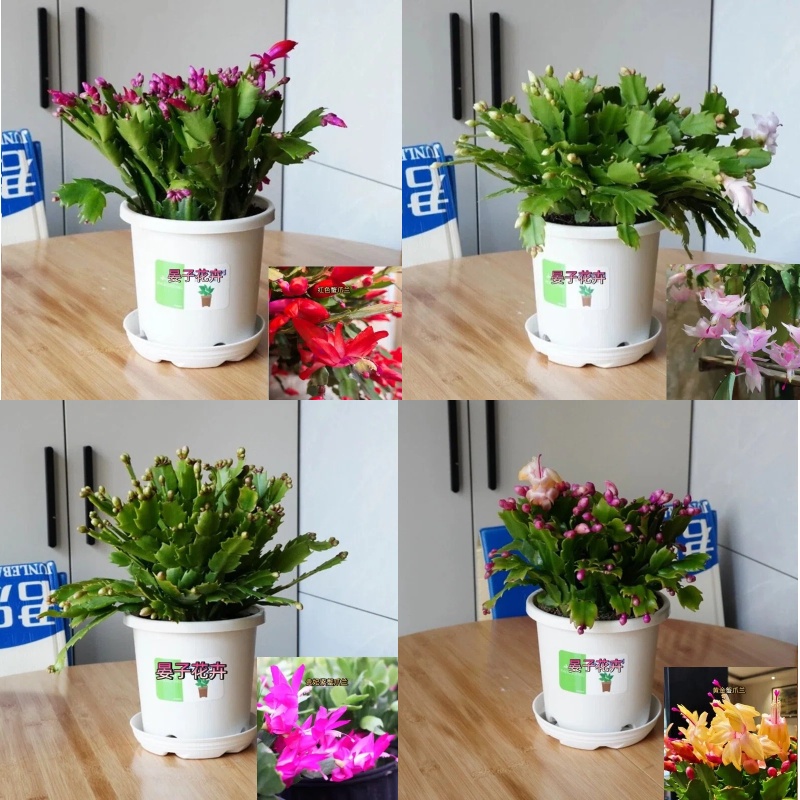 果汀盆蟹爪兰 (150 盆） 重瓣带花苞绿植花卉植物