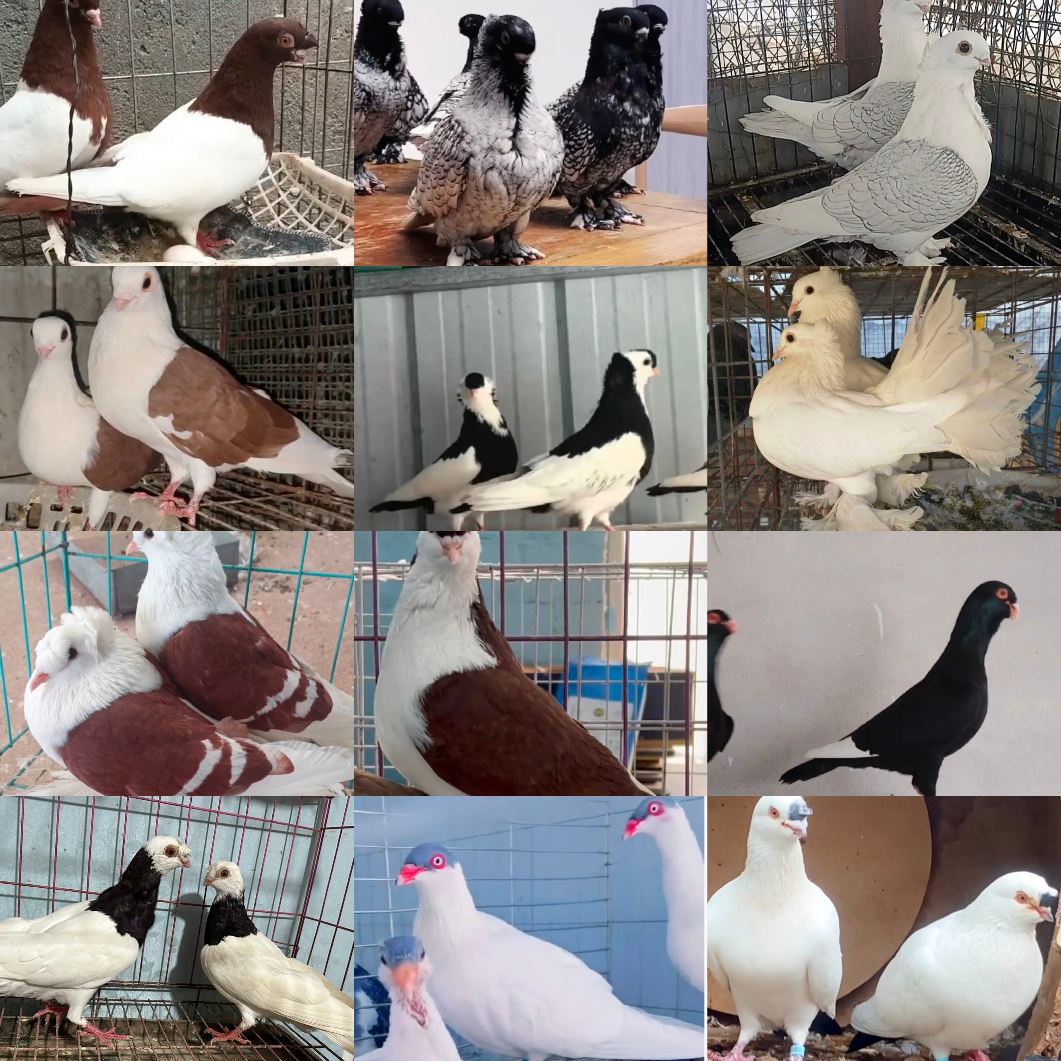 直播间观赏鸽生鲜肉鸽以直播间实际商品为准淑女