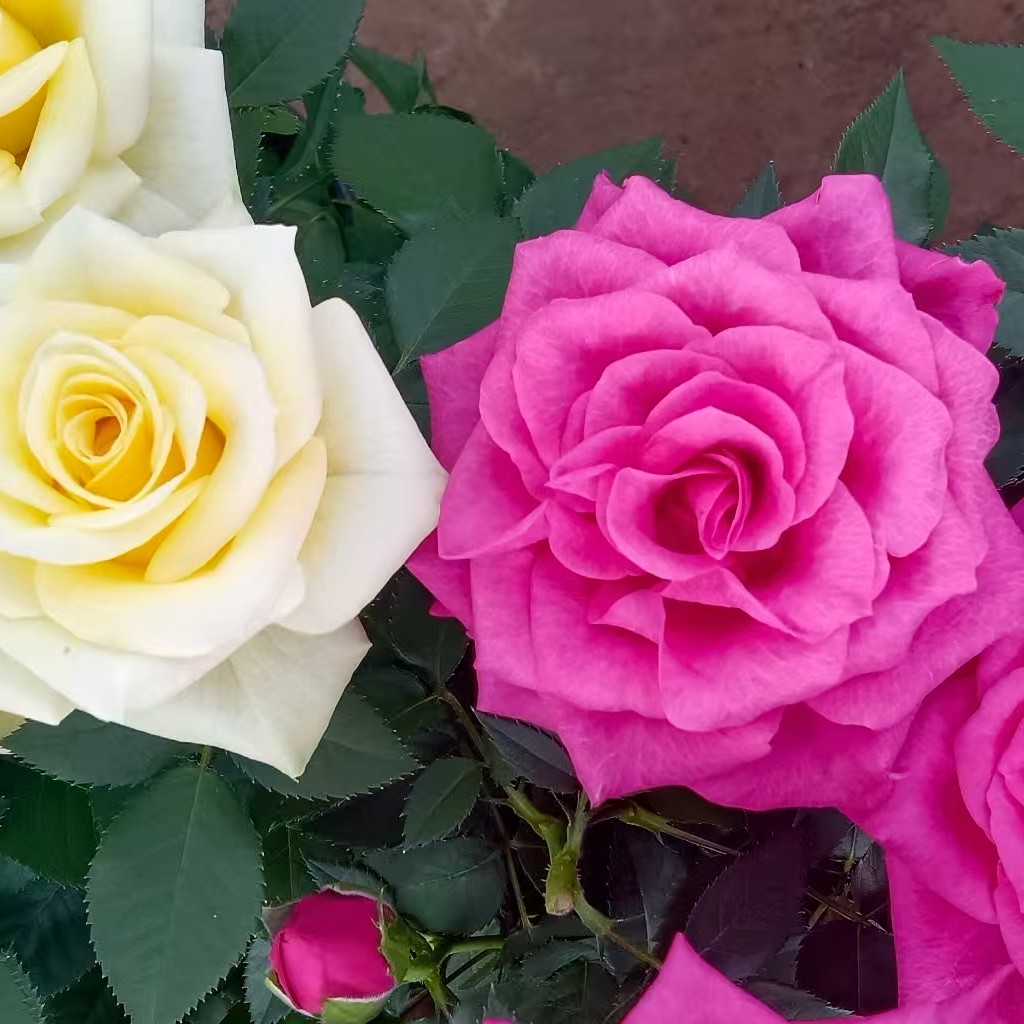 2盆浓香花型福利（香奈儿+青苹果）基地直发庭院，阳台四季开花