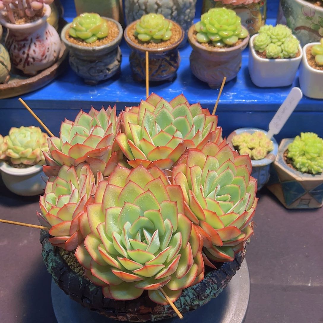 布**寳牡丹亭，多肉植物，