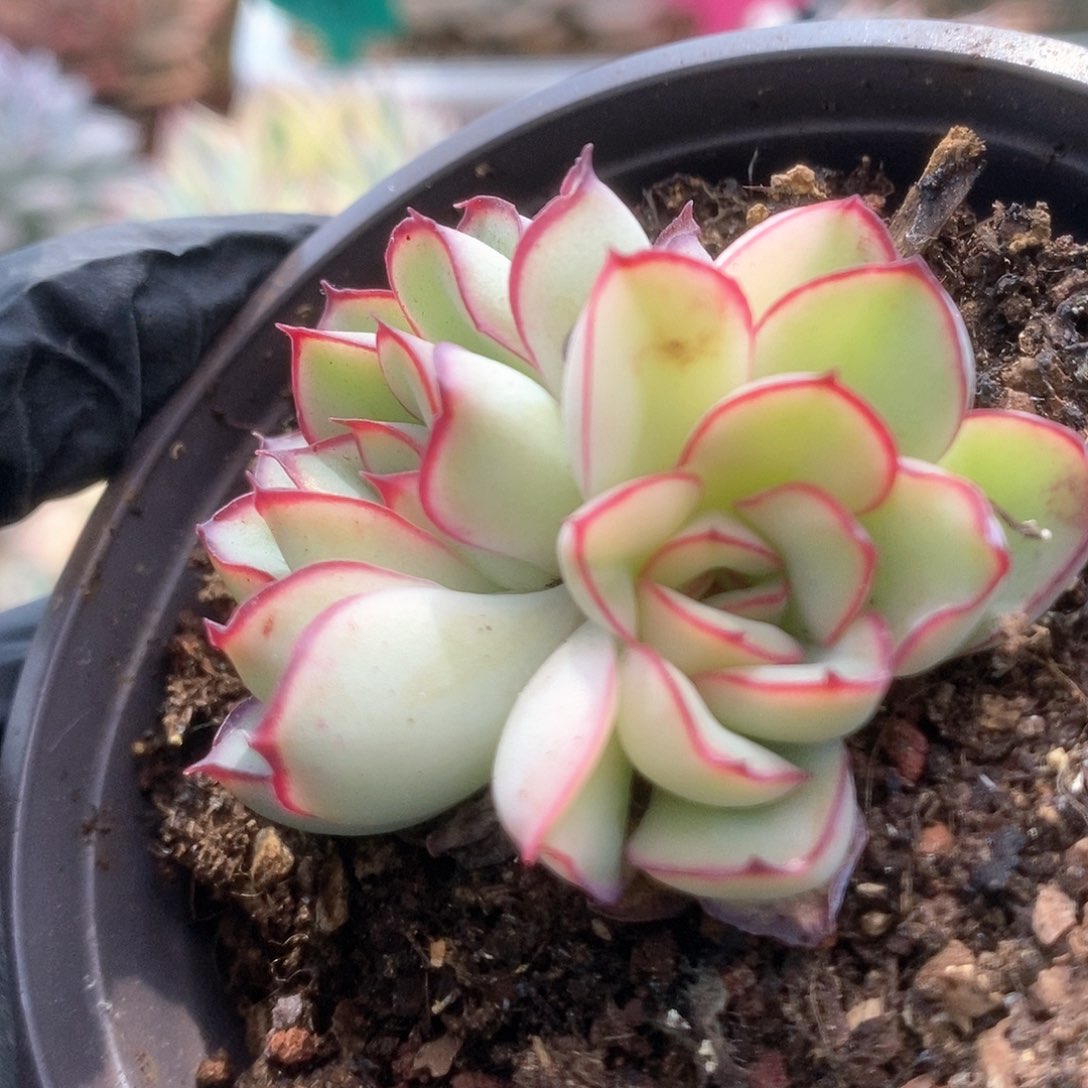 002白慈禧锦锦锦锦锦锦