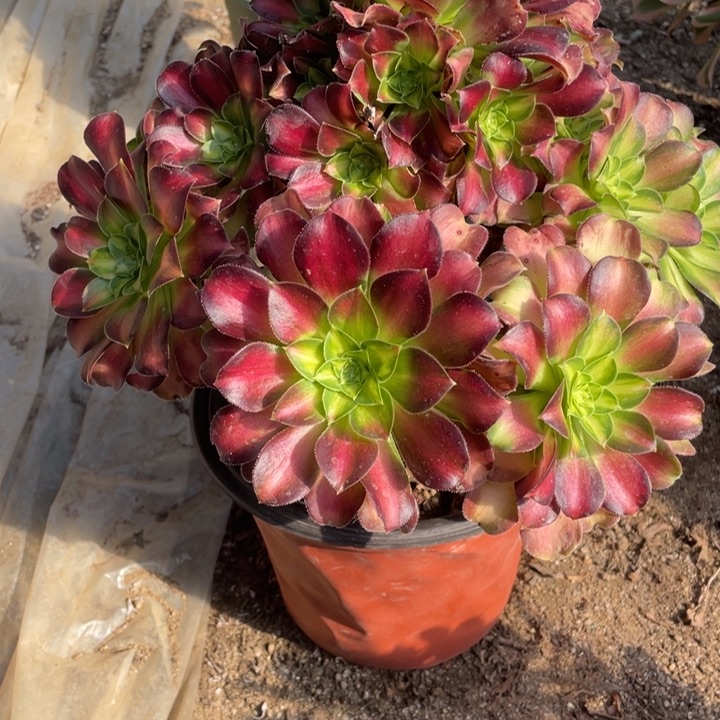 393号韶华多肉植物