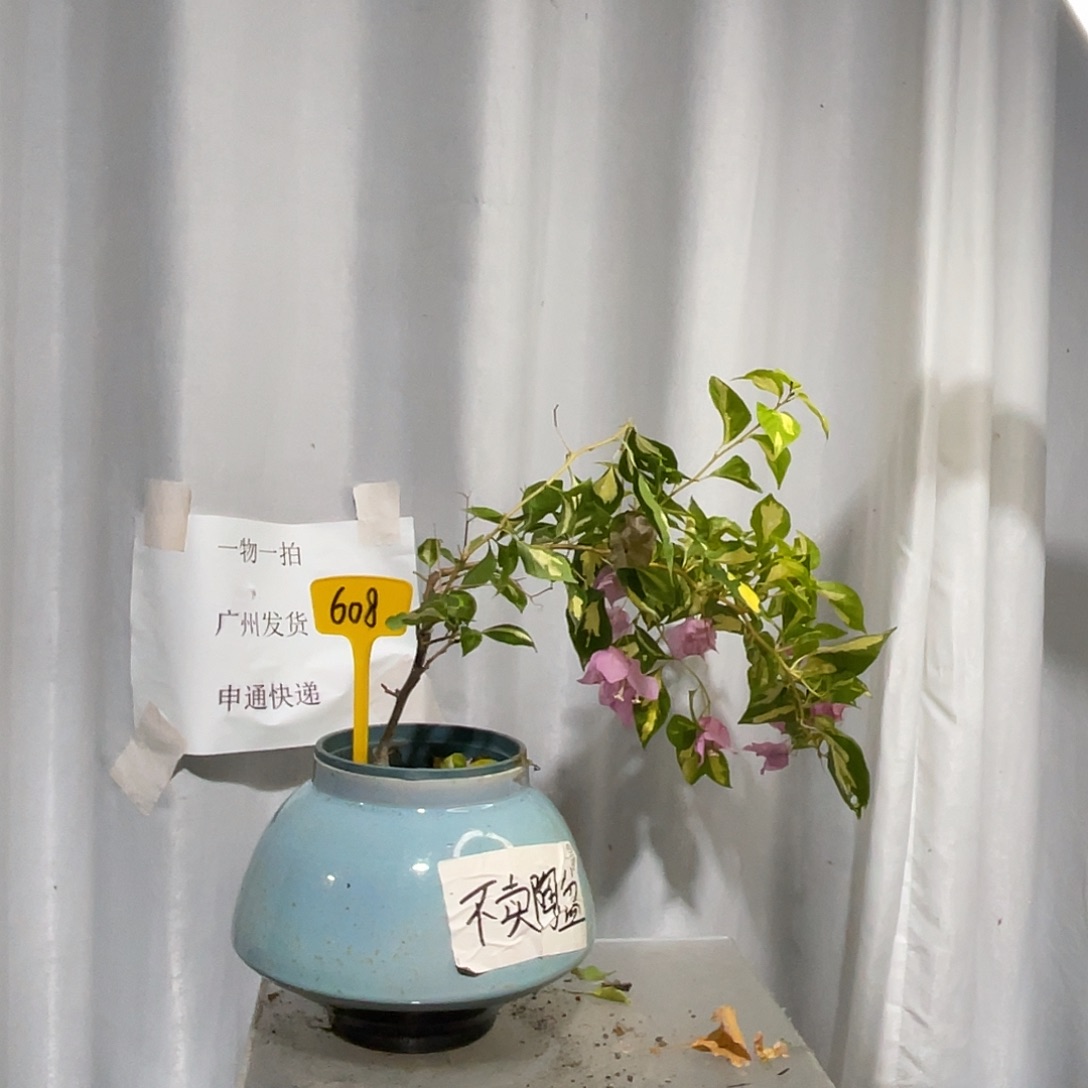 当前无花栽培后可以开花608金心橙白扦插牙签苗