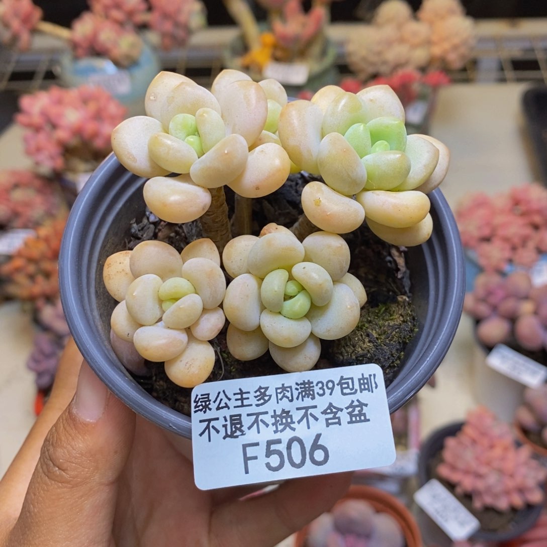 506奶糖多肉肉6c m