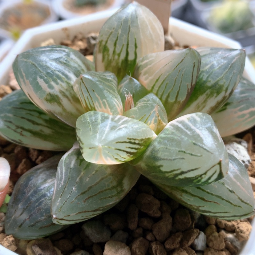 【闪购商品】盛*157玉潭