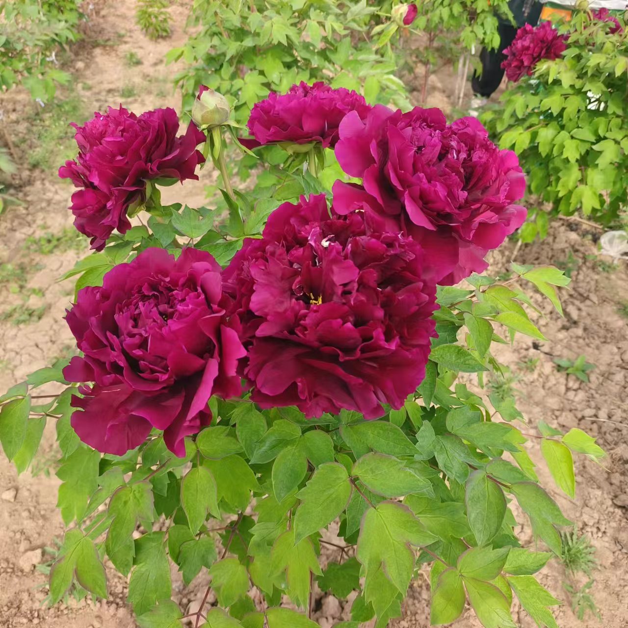 正宗菏泽牡丹花苗带芽苞重瓣花卉耐寒可室内外种植盆栽黑夫人