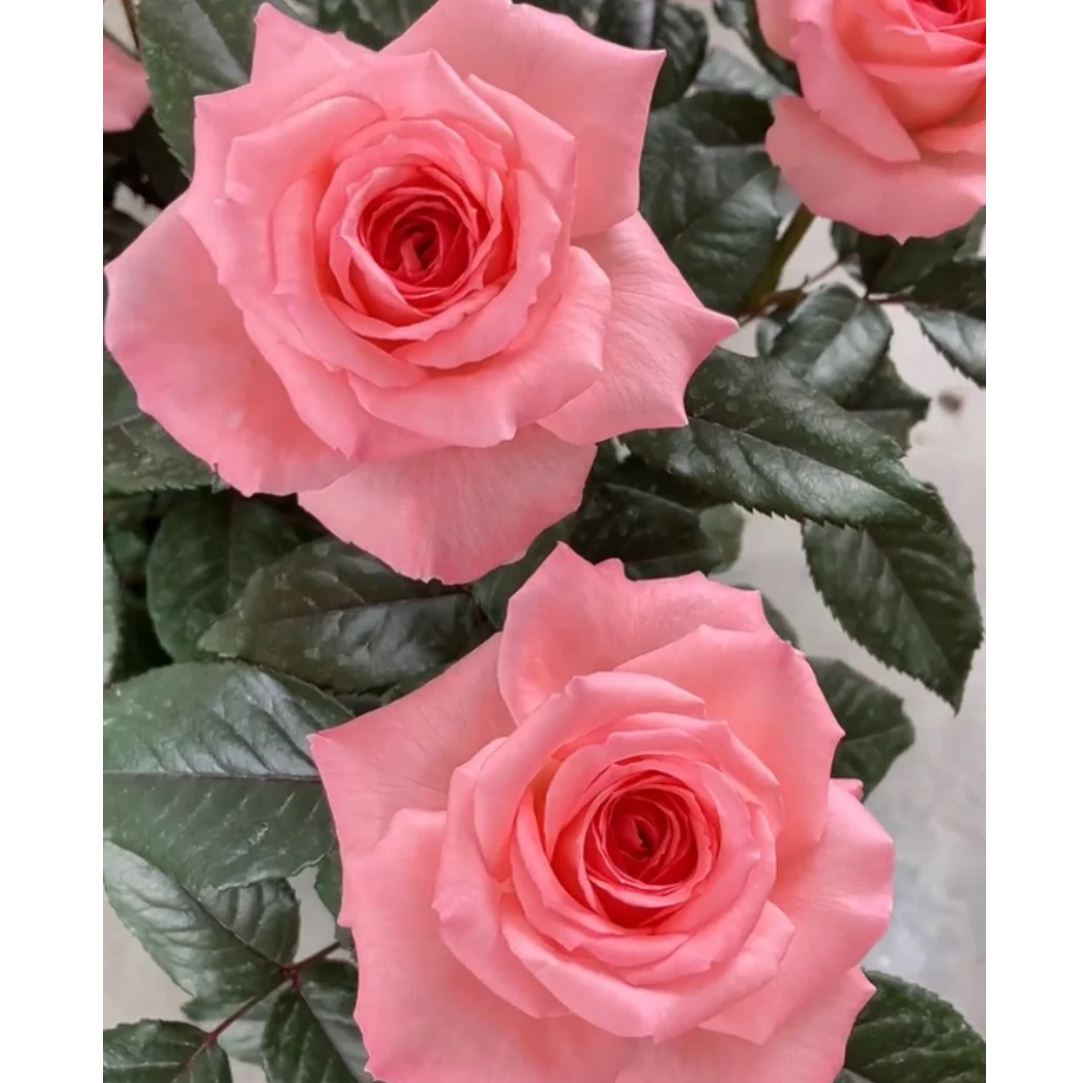 【法版花宫娜】月季大苗根接新品   原盆原土