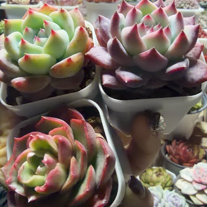 拉糖卡罗拉胭脂满12.9包邮