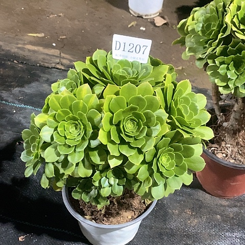 1207路羊绒多肉有夜光杯头