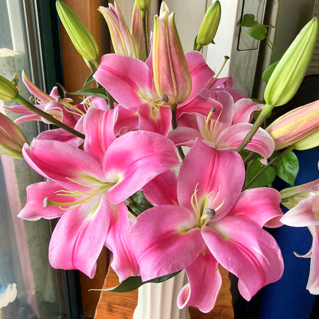 【云霄花卉】【罗宾百合】云南基地直发【任意两单顺丰冷链包邮】