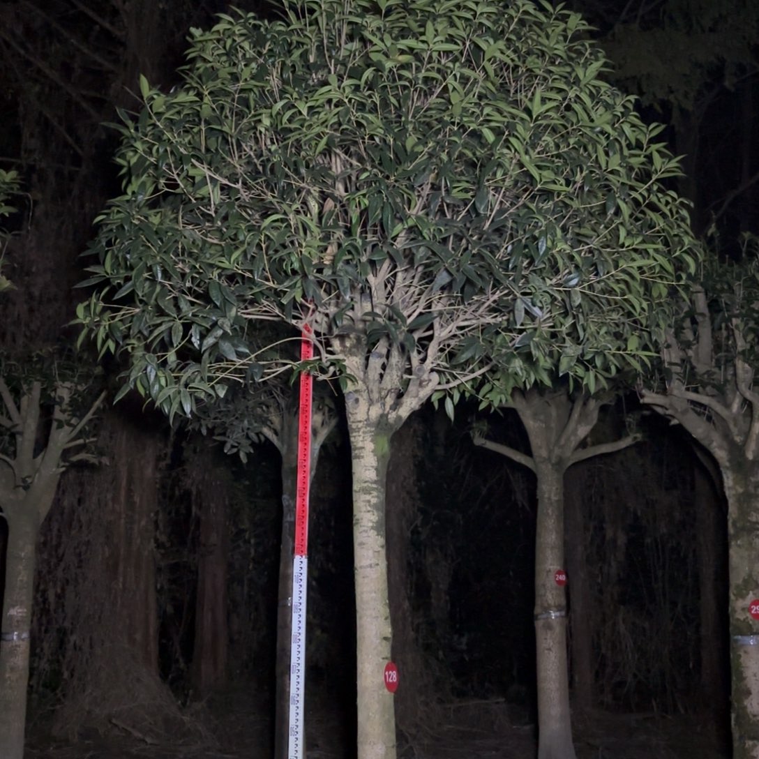 当前无花朵，栽培后可花朵