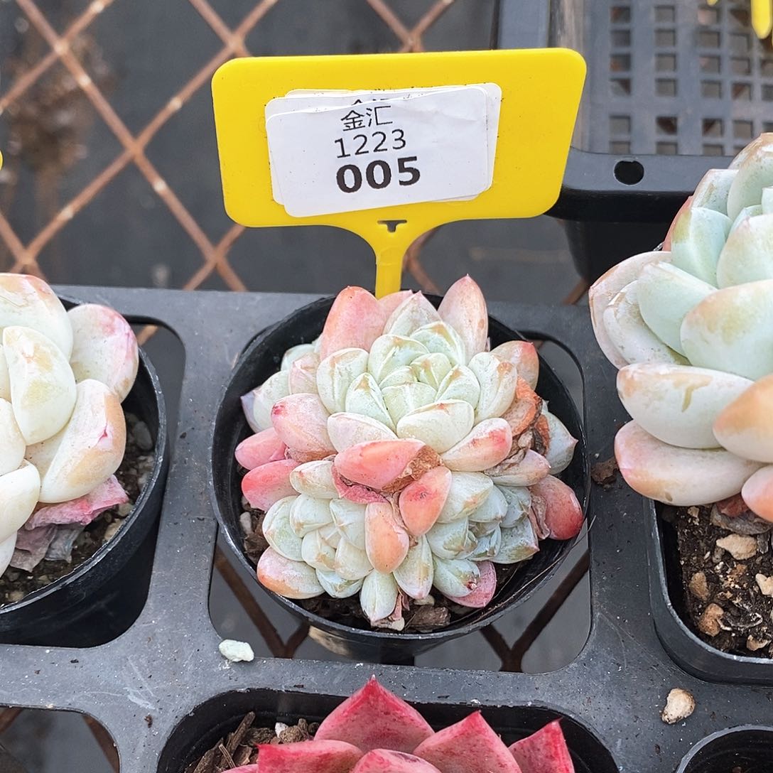 福利多多。1223005