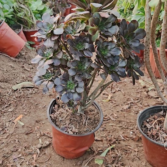 灰圆叶加急发货12