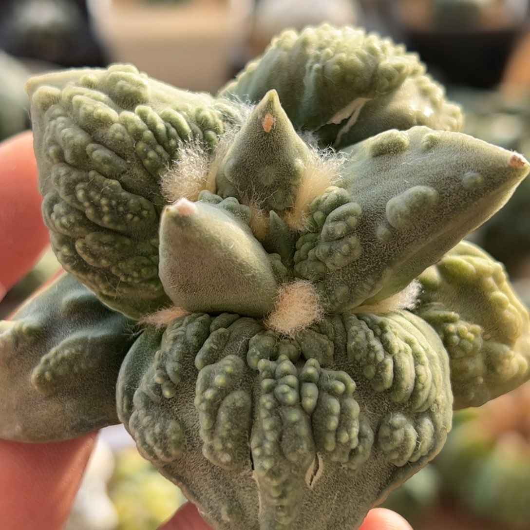 无花朵063实生怒涛8.4cm