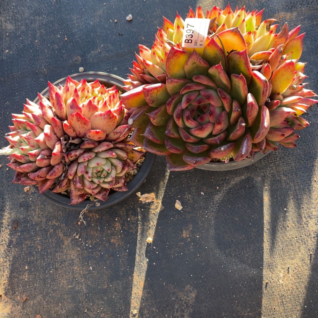 无花朵若如东云单拍B397