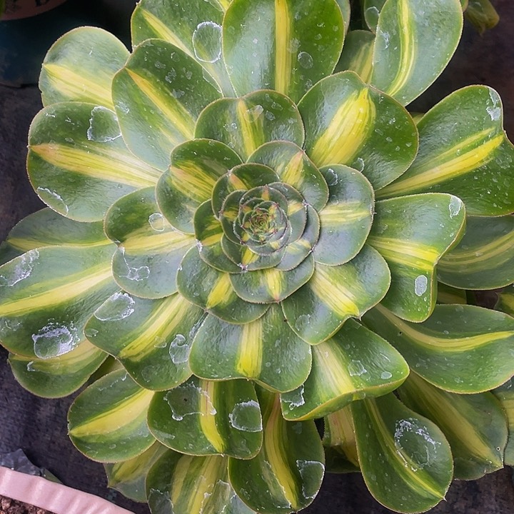 多肉法师暴君法师