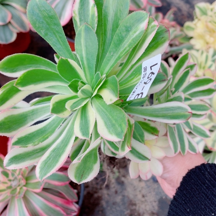 691白兰地花脸多肉12345678