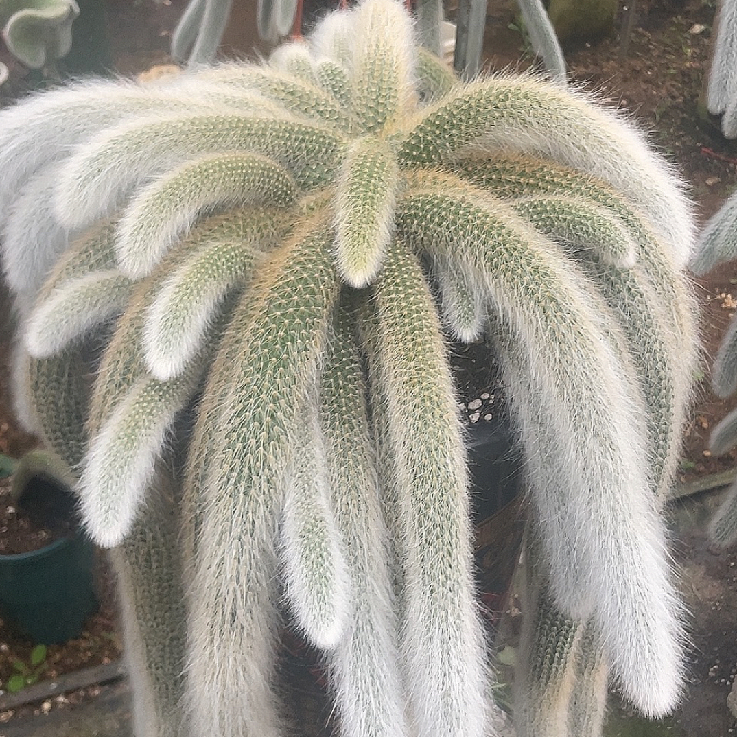 九尾狐多肉植物软毛红色花仙人掌盆栽夏季开花好养