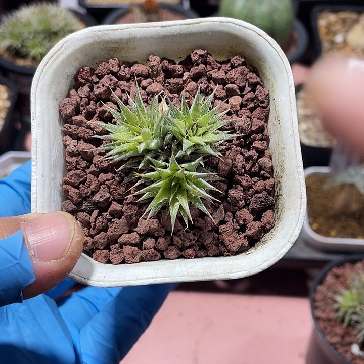 一***界632玻利维亚坨坨凤