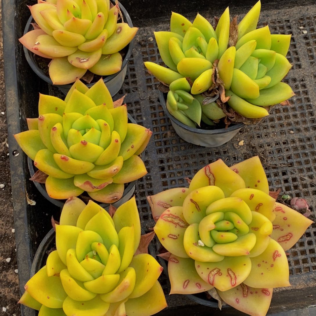 639多肉植物保护研究所