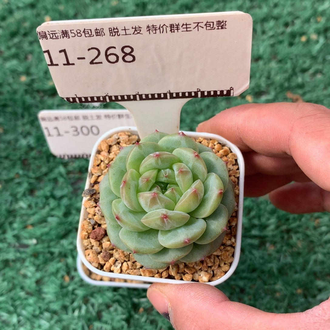 遥遥领先珍妮优选58包邮