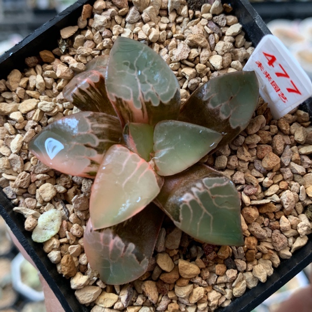 477火凤凰克锦多肉植物一物一拍带盆发货