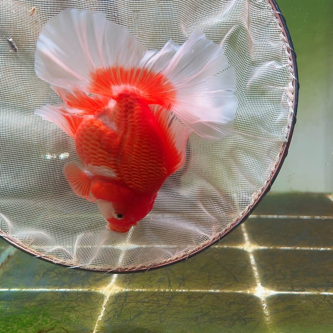 金鱼百褶泰狮亚成2