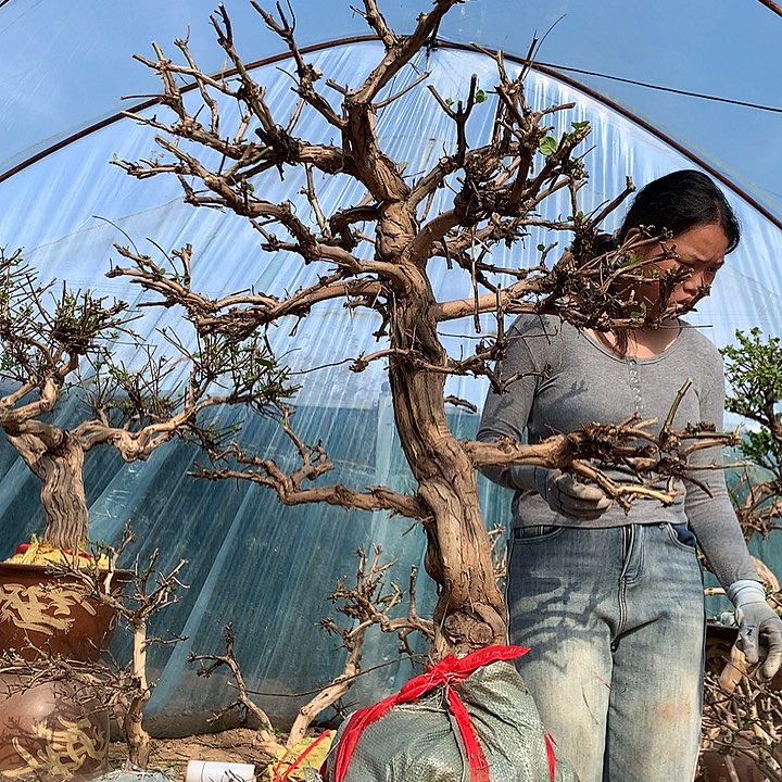 全部花朵金银花8888888888888888