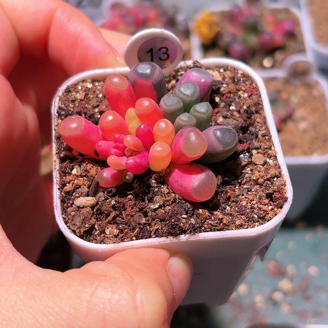 13号五十铃玉锦多肉植物锦一物一拍带盆土