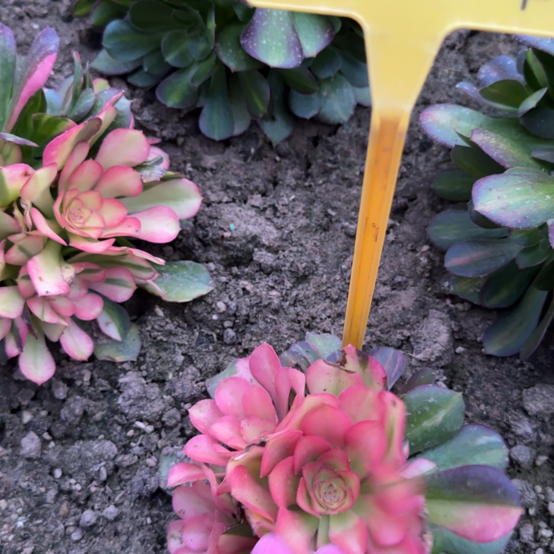 5-361++-多头多肉植物