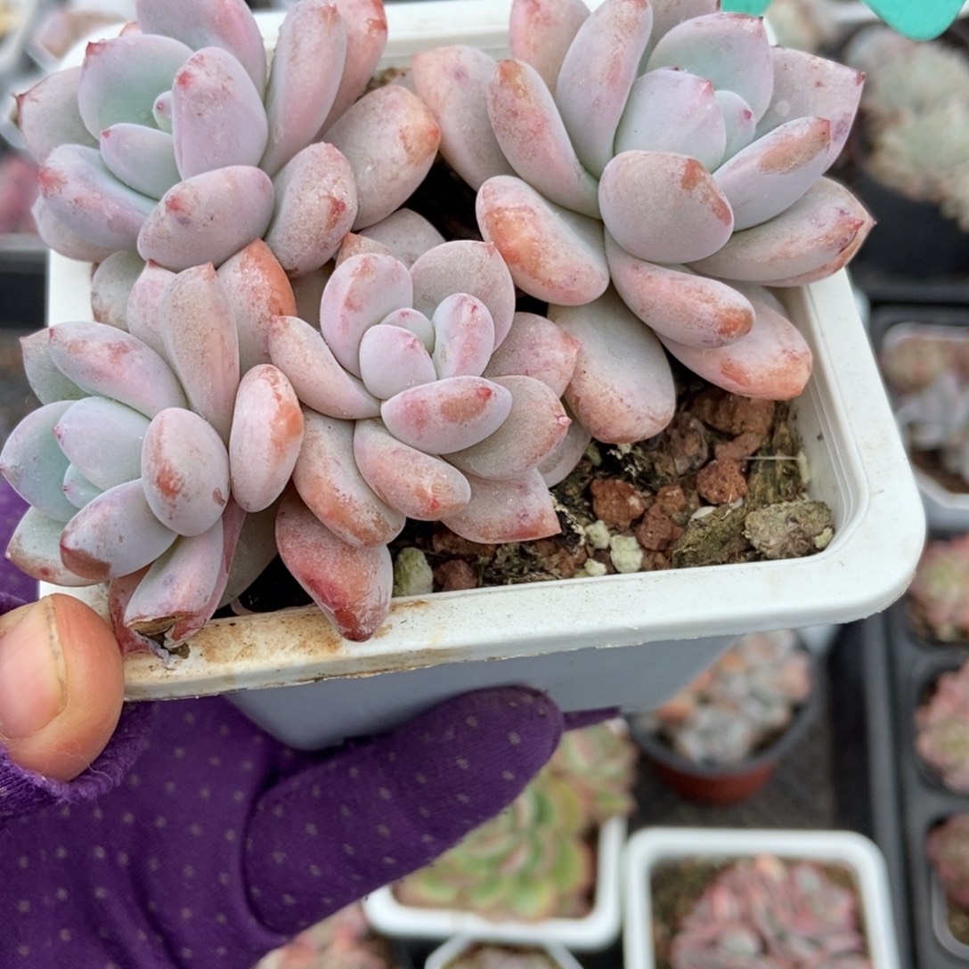 1597星星雪多肉植物多肉