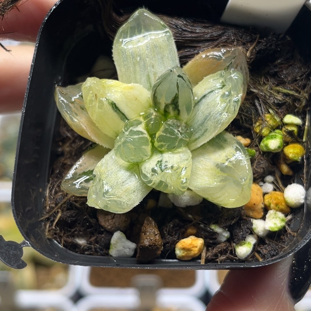 97变异窗龙爪玉露锦福利专场