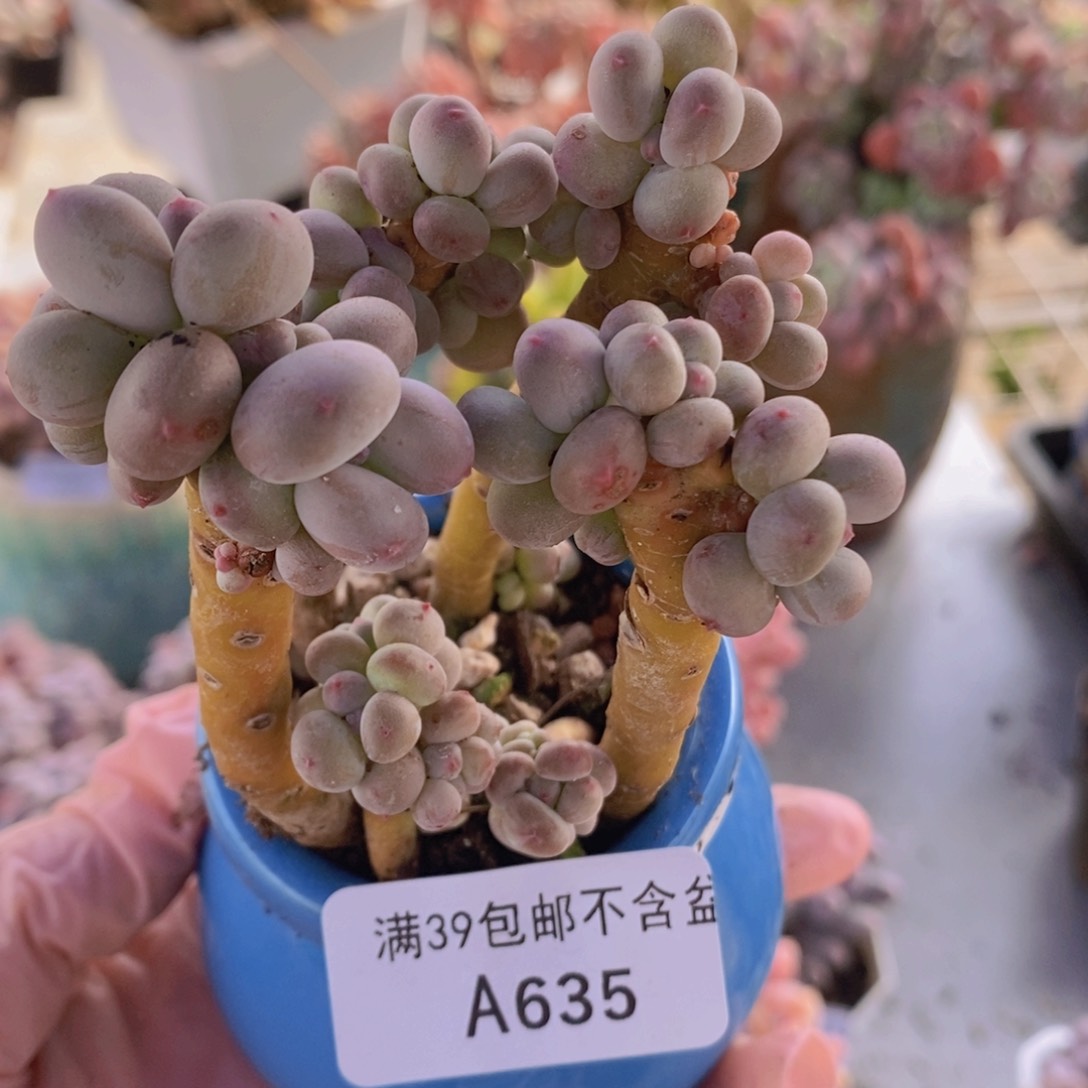 四代苹果奶6cm635多肉植物