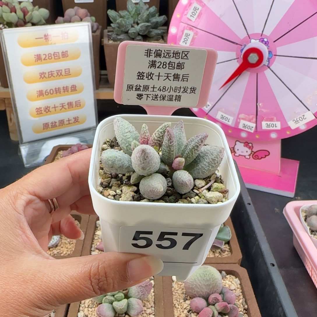 貓***荷557融化纹冰淇淋多肉植物