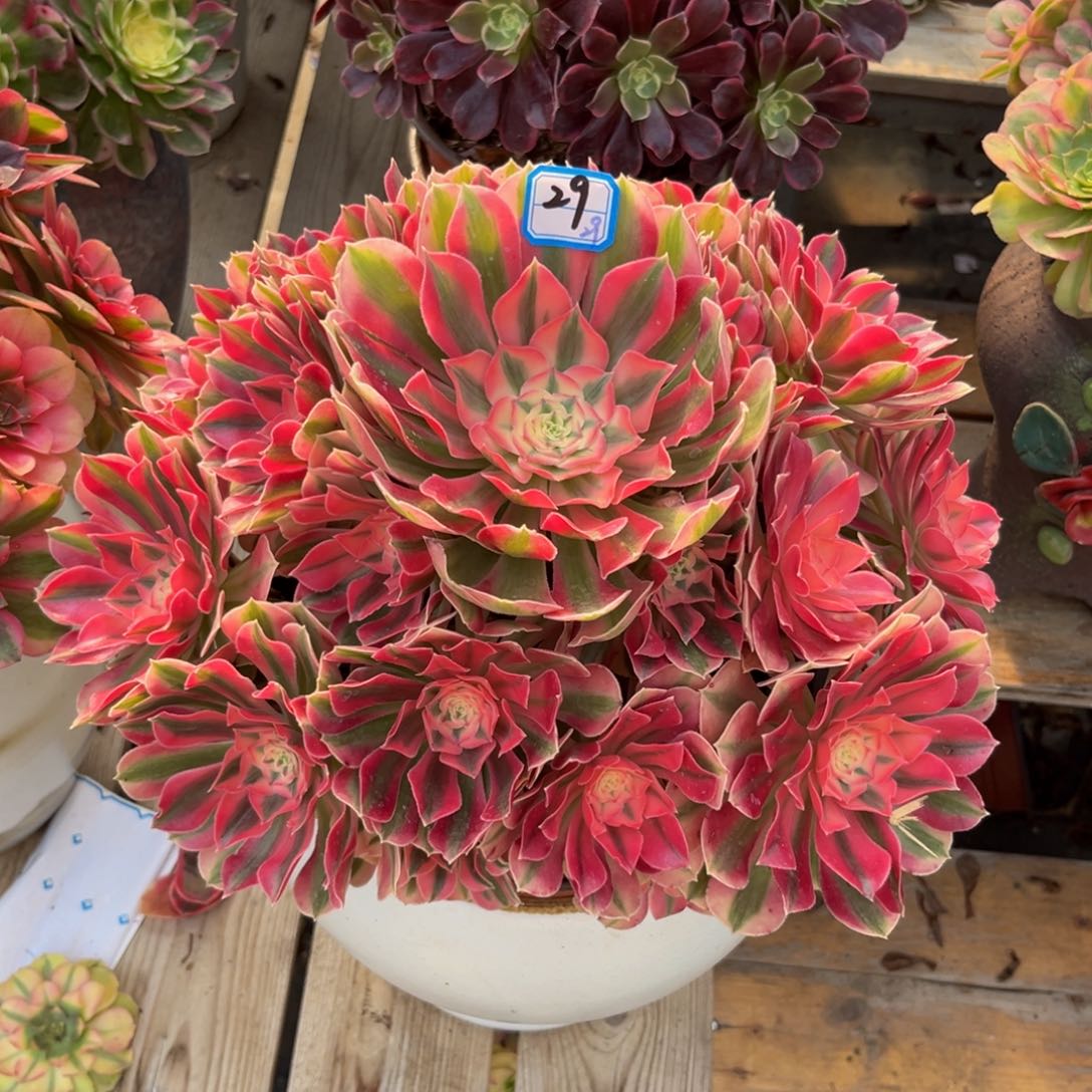 29精品女巫大捧花