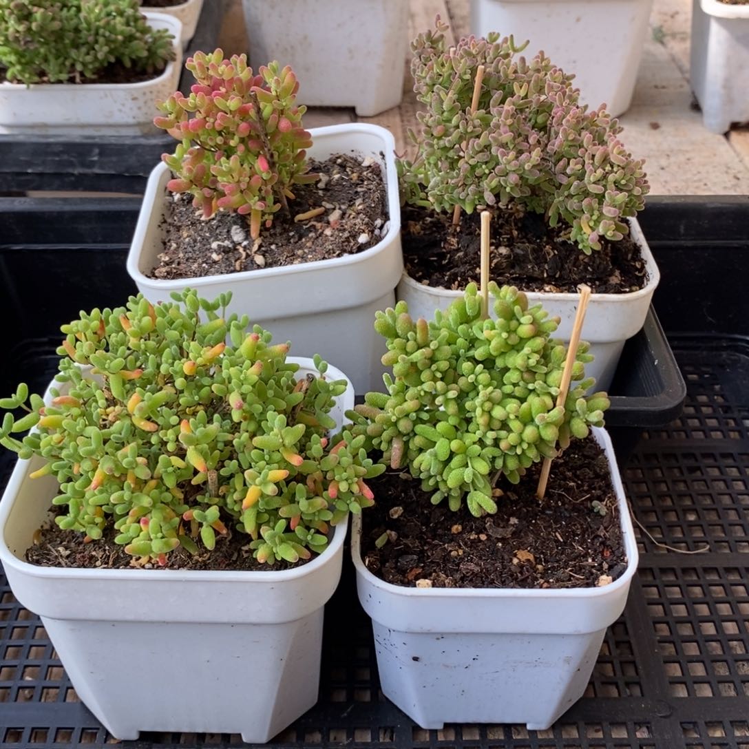 枝干番杏蜜桔糖球162